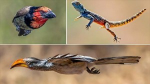 鳥や昆虫、さらにはトカゲ！　アーネスト・ポッターが撮影した飛行する動物たち