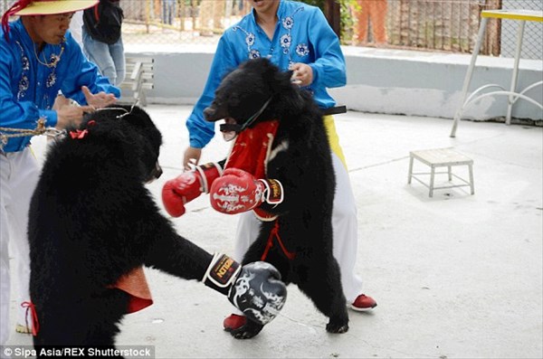 中国の動物公園でおこなわれている「熊ボクシング」　当然ながら非難轟々！