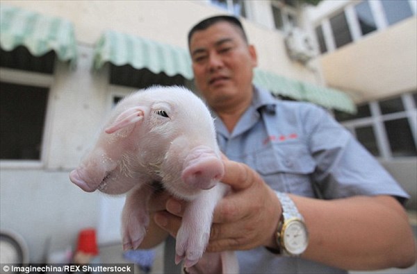 中国の仏教寺院に捨てられていた双頭の子豚　心優しい通行人によって育てられる