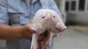 中国の仏教寺院に捨てられていた双頭の子豚　心優しい通行人によって育てられる