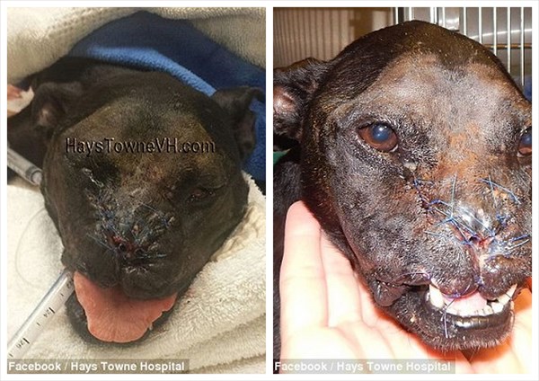 セイウチ犬の「カレッシ」　顔の再建手術によって新しい顔を手に入れる！