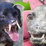 セイウチ犬の「カレッシ」　顔の再建手術によって新しい顔を手に入れる！
