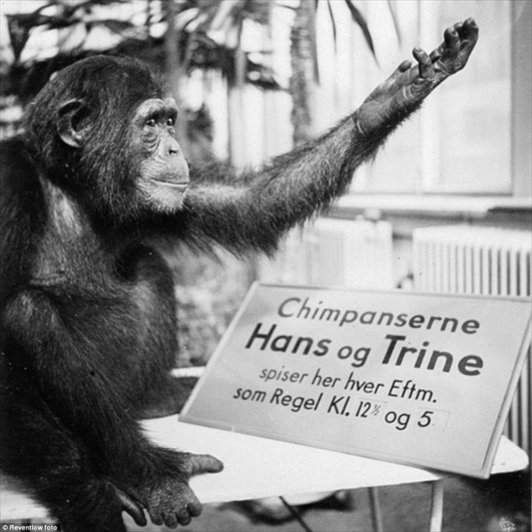 約100年前のデンマークの動物園を撮影した白黒写真！！