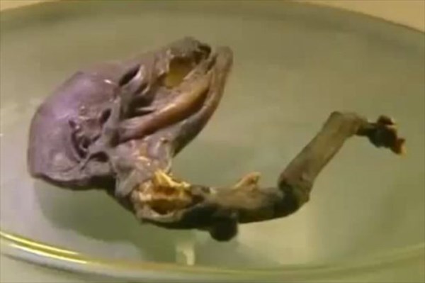 専門家も困惑！　ロシアの原発近くの街でエイリアンらしき生物の死骸が見つかる