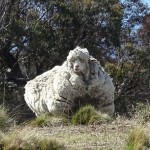 史上最大の羊!?　脱走し毛が伸び続けた羊、42.5キロの羊毛を刈られる！