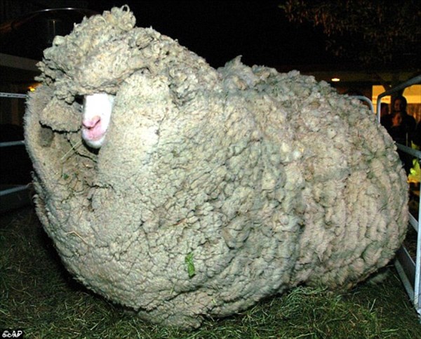 史上最大の羊!?　脱走し毛が伸び続けた羊、42.5キロの羊毛を刈られる！