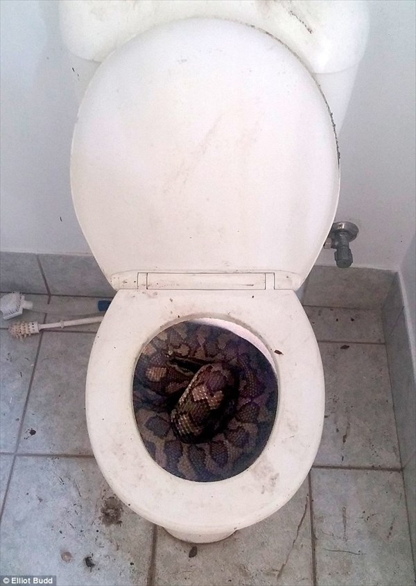 トイレの便器に3メートルのニシキヘビ！　スネークハンターが出動！！