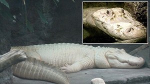 アメリカの水族館で飼育されていた白変個体の白いワニ　28歳で亡くなる
