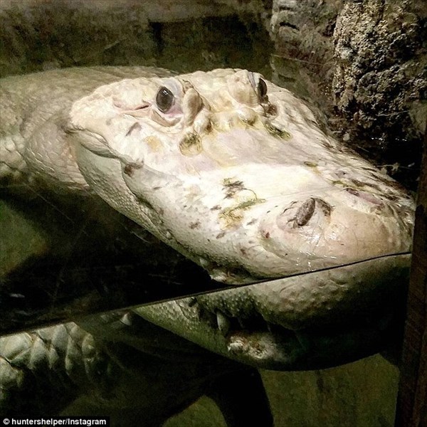 アメリカの水族館で飼育されていた白変個体の白いワニ　28歳で亡くなる
