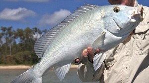 漁師の間で「青いヤツ」と呼ばれていた幻の魚「ブルーバスタード」新種認定へ！