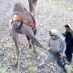 アメリカ兵が捕まえたタリバンのラクダ　アメリカ兵のナメた態度に後ろ蹴り！！