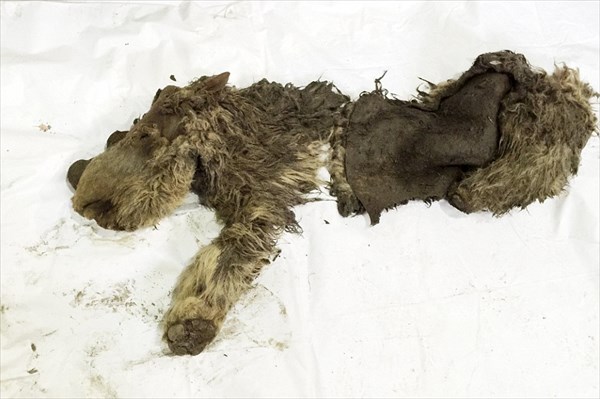 絶滅種のサイ「ウーリーサイ」永久凍土から発見された世界唯一の赤ちゃん検死へ