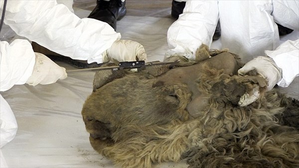絶滅種のサイ「ウーリーサイ」永久凍土から発見された世界唯一の赤ちゃん検死へ