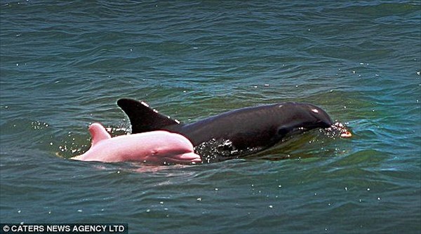 地元の人気者ピンキー！　ピンク色のバンドウイルカが近々母親に！？