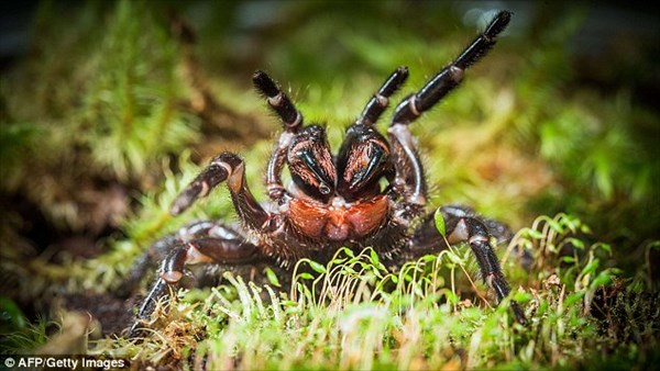 寿命は最大30年！　猛毒を持つ世界最強の蜘蛛「ジョウゴグモ」の新種発見！