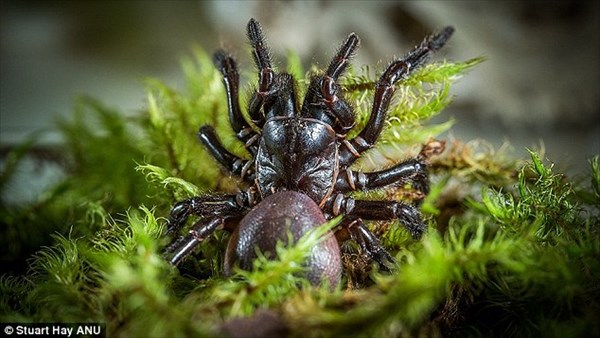 寿命は最大30年！　猛毒を持つ世界最強の蜘蛛「ジョウゴグモ」の新種発見！
