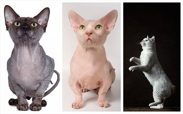 2種類の新しい品種の猫が誕生！　品種名は「スフィンクスボブ」と「バムボブ」