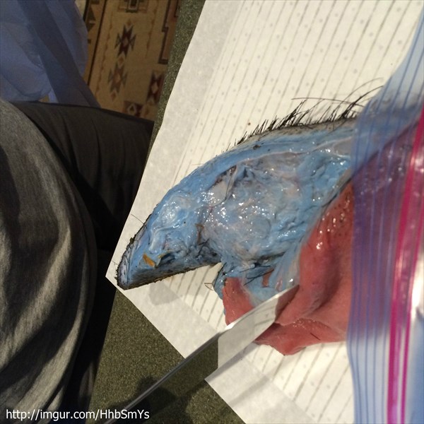 青色色素が原因!?　カリフォルニア州で体内が青色の野生ブタが捕獲される！