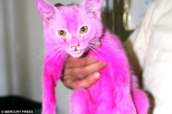ピンクに染められて市場で売られていた子猫　フェイスブックがきっかけで救助！
