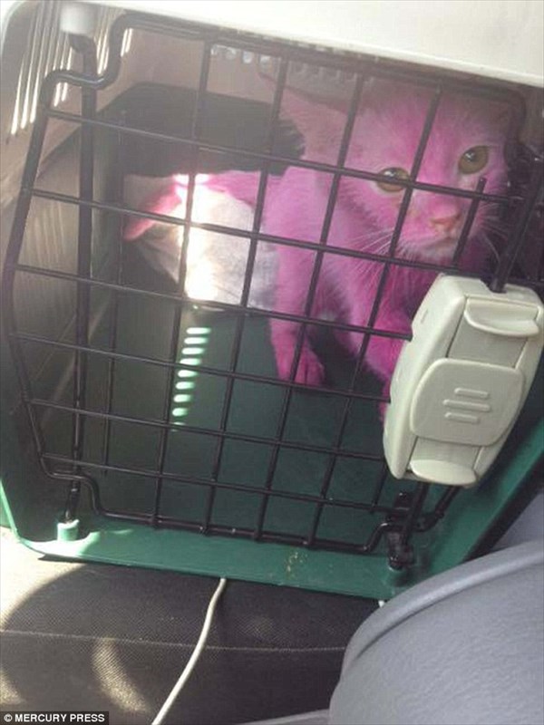 ピンクに染められて市場で売られていた子猫　フェイスブックがきっかけで救助！