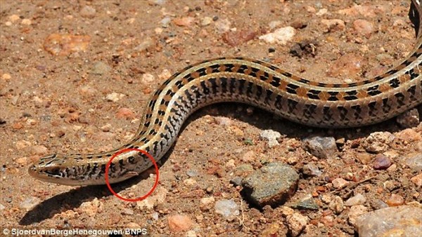 史上初の写真！　超珍しいヘビそっくりのトカゲ！　よく見ると小さい手足が！