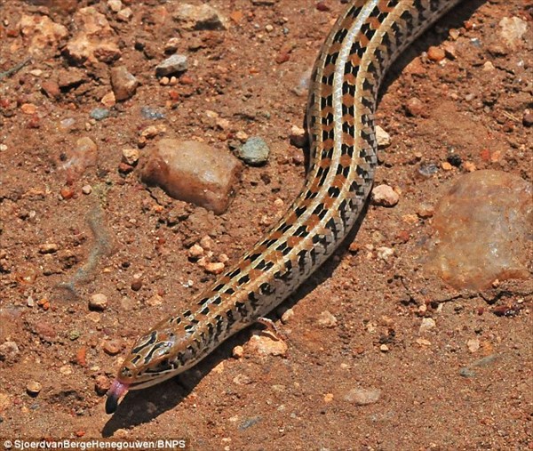 史上初の写真！　超珍しいヘビそっくりのトカゲ！　よく見ると小さい手足が！