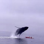 ザトウクジラが、カップルが乗るカヤック目がけてボディーアタック！！