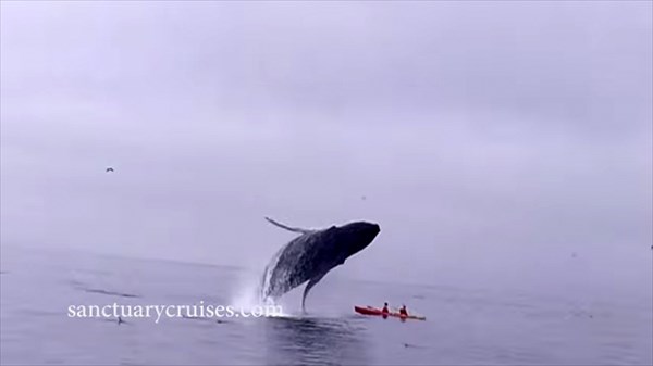 ザトウクジラが、カップルが乗るカヤック目がけてボディーアタック！！