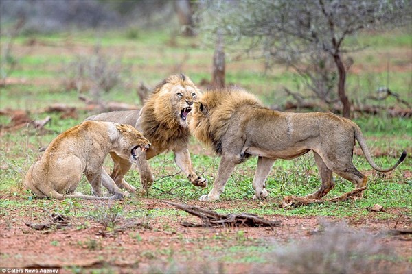 ライオン超かっこいい！　交尾を邪魔されたオスライオン　メスが見守る前で激闘