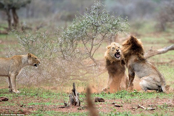 ライオン超かっこいい！　交尾を邪魔されたオスライオン　メスが見守る前で激闘