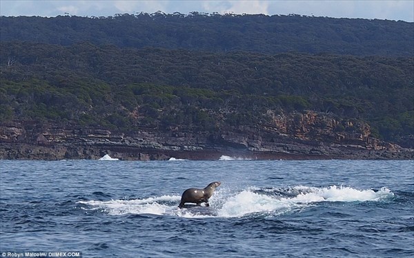 ザトウクジラの背中に乗ってサーフィンをするオットセイが撮影される！！