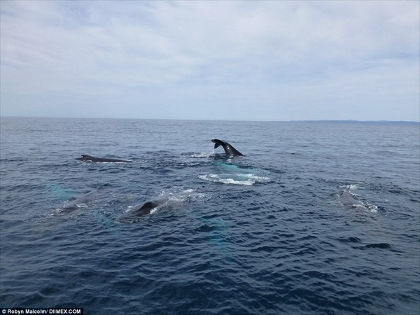 ザトウクジラの背中に乗ってサーフィンをするオットセイが撮影される！！