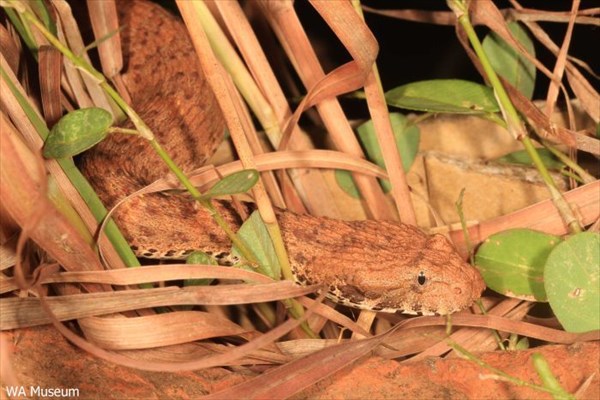 新種の毒蛇「キンバリー・デス・アダー」発見！　噛まれればマヒや死亡の可能性
