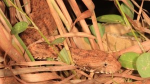 新種の毒蛇「キンバリー・デス・アダー」発見！　噛まれればマヒや死亡の可能性