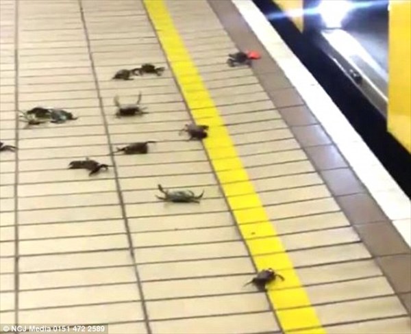 カニを使ったテロ行為！？　イギリスの地下鉄にカニ出現！！