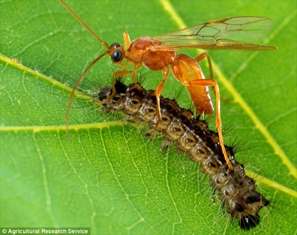 ハチが遺伝子組み換え技術を!?　寄生蜂は蝶の幼虫に自分のDNAを組み込む！