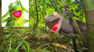 カエルのカーミットに激似！　超陽気なマダガスカルの「フリンジヘラオヤモリ」