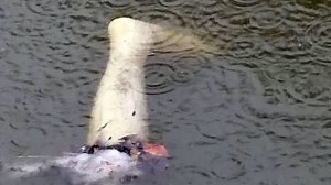イギリスで「運河に人間の足が浮いている」と通報　その正体はゴム製のマネキン