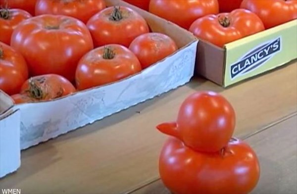 アメリカで、アヒルそっくりのトマトが収穫される！