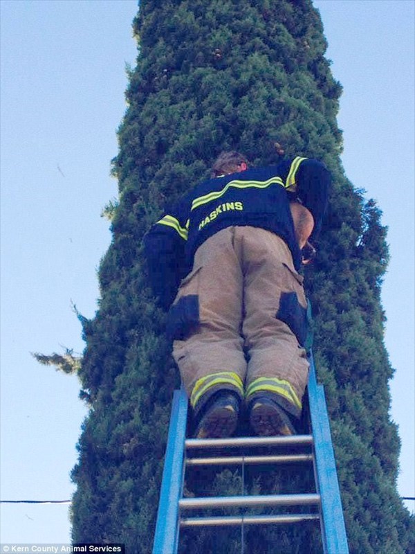なぜそんなところに！　高さ7.6ｍまで木登りをした犬、消防隊員によって救助