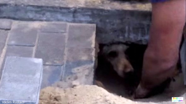 気づかれずに地面を舗装され生き埋めになった犬　２日後に奇跡的に救出される！
