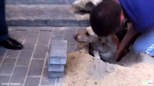 気づかれずに地面を舗装され生き埋めになった犬　２日後に奇跡的に救出される！