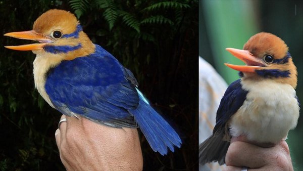 捜索期間20年！幻の鳥のオスを捕獲　過去メス3羽の発見のみでオスは史上初！