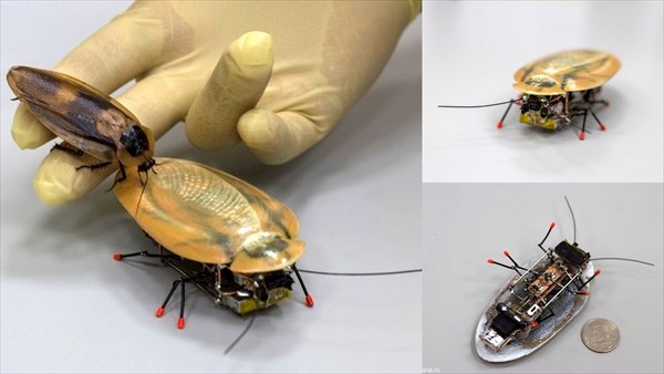 ロシア軍も注目！　ロシアのエンジニアがゴキブリ型偵察ロボットを開発！！