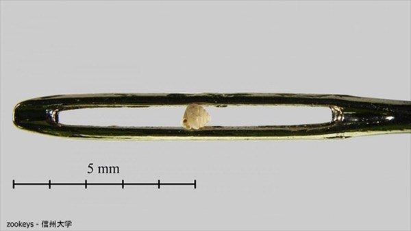 中国で新種のカタツムリが発見される！　世界最小サイズで針の穴すら通り抜ける