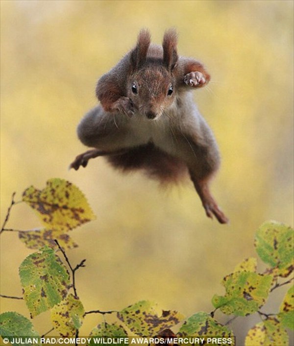 動物の奇跡的な瞬間をとらえた画像！　野生動物コメディー写真エントリー作品！