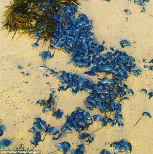オーストラリア各地のビーチにカツオノエボシ大量上陸！　刺されると命の危険も