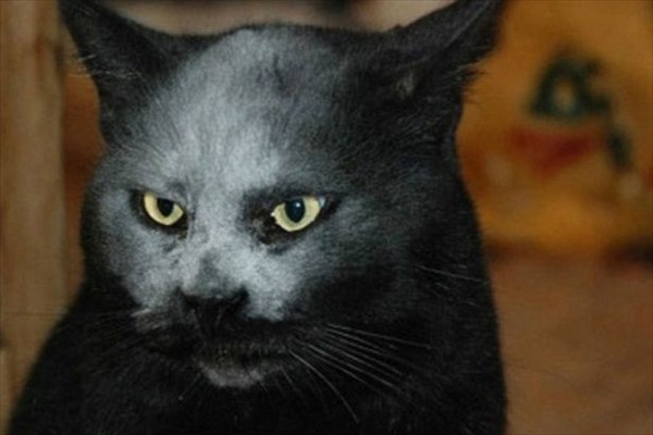 小麦粉をあびた黒猫　「悪魔のようだ」とネットをざわつかせる！