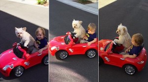 見事なハンドルさばき！　オモチャの車を運転する犬のデイジー！　