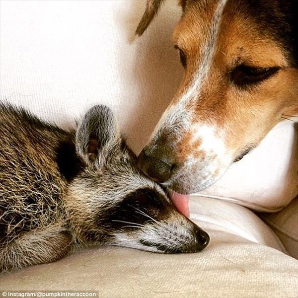犬と一緒に育てられたアライグマのパンプキン！　犬と仲良しでスイカが大好物！